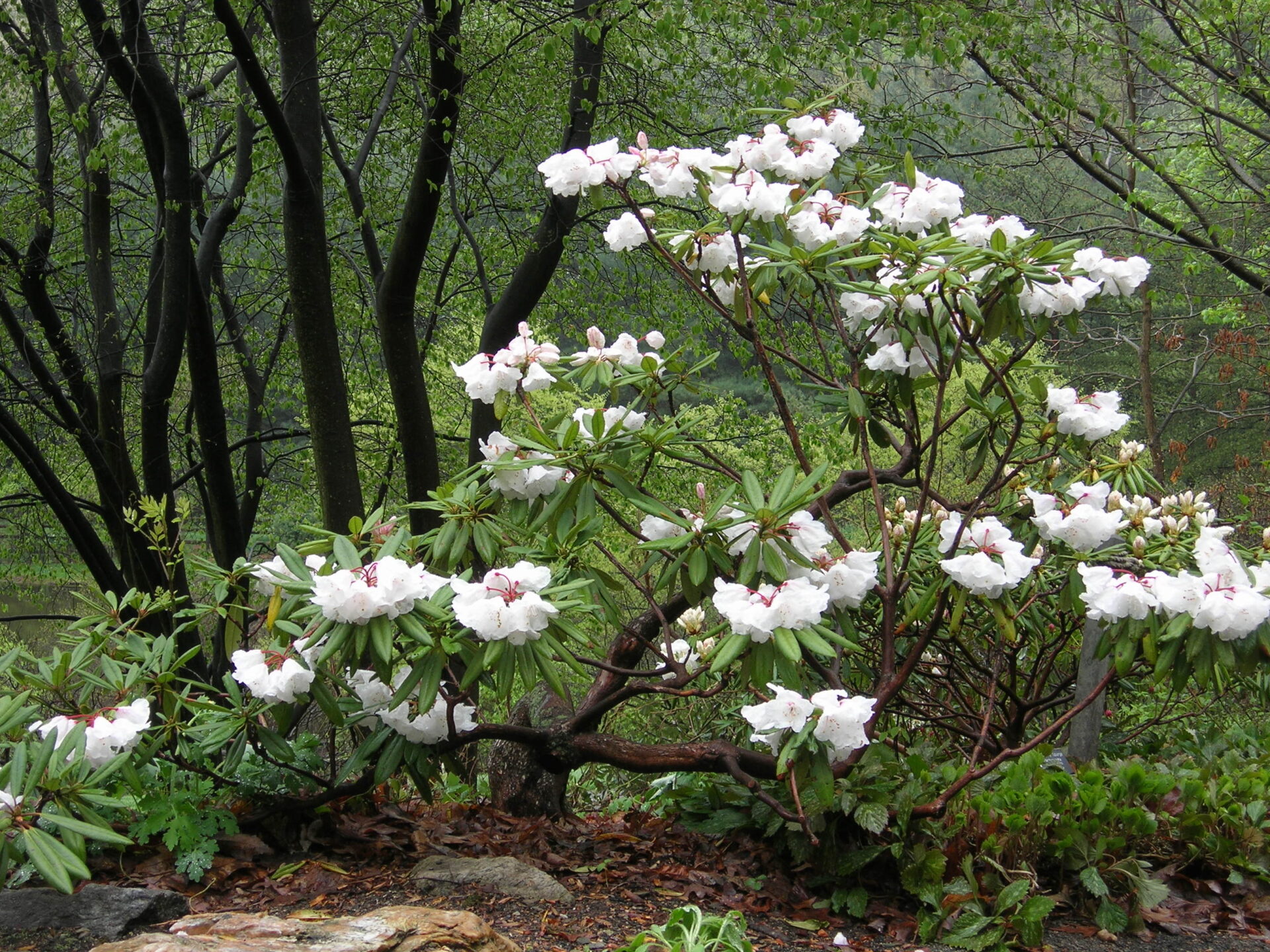 rhodo_collection4 – Jenkins Arboretum & Gardens