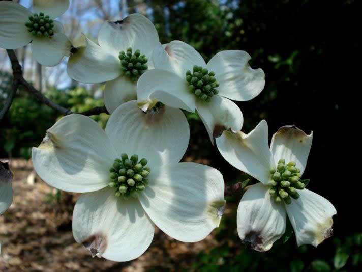 Flowering Dogwood – Jenkins Arboretum & Gardens