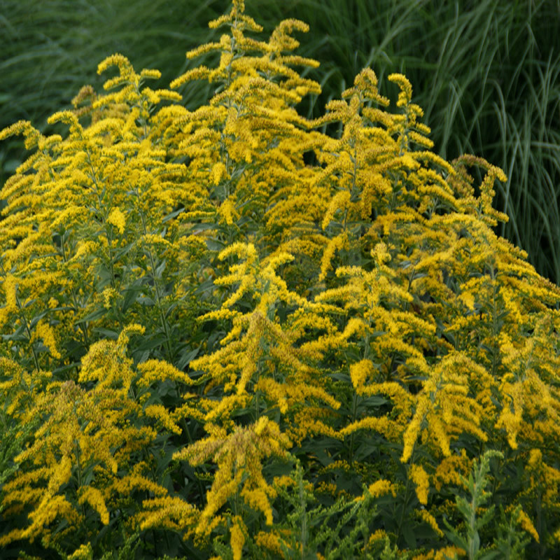 Solidago Rugosa – Jenkins Arboretum & Gardens