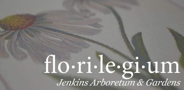 Jenkins Arboretum & Gardens Partners with Botanical Artists for Florilegium Project