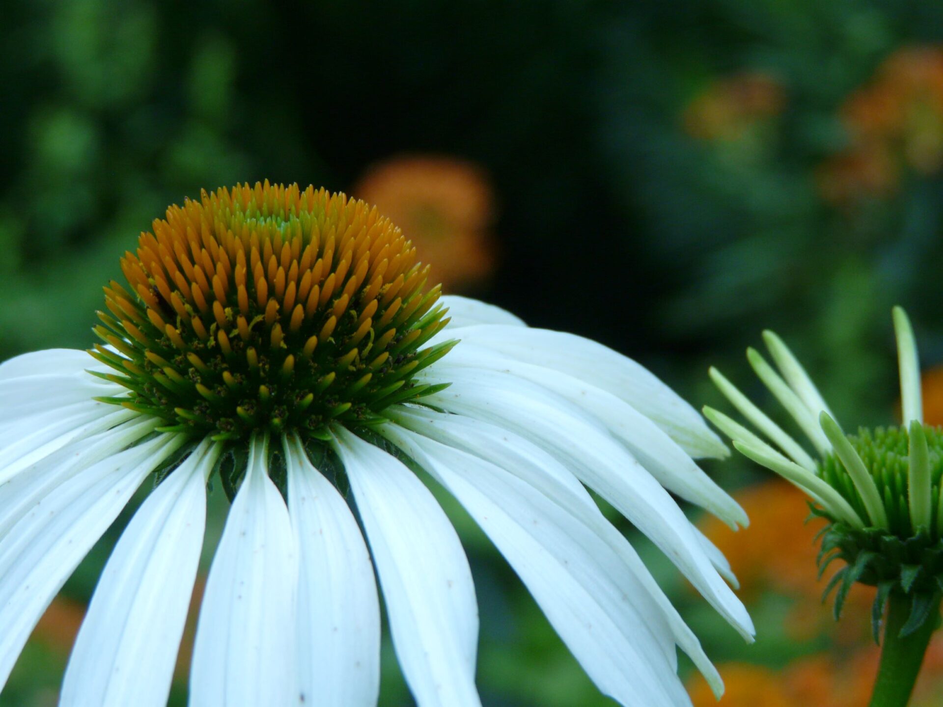 echinacea-purpurea-jenkins-arboretum-gardens