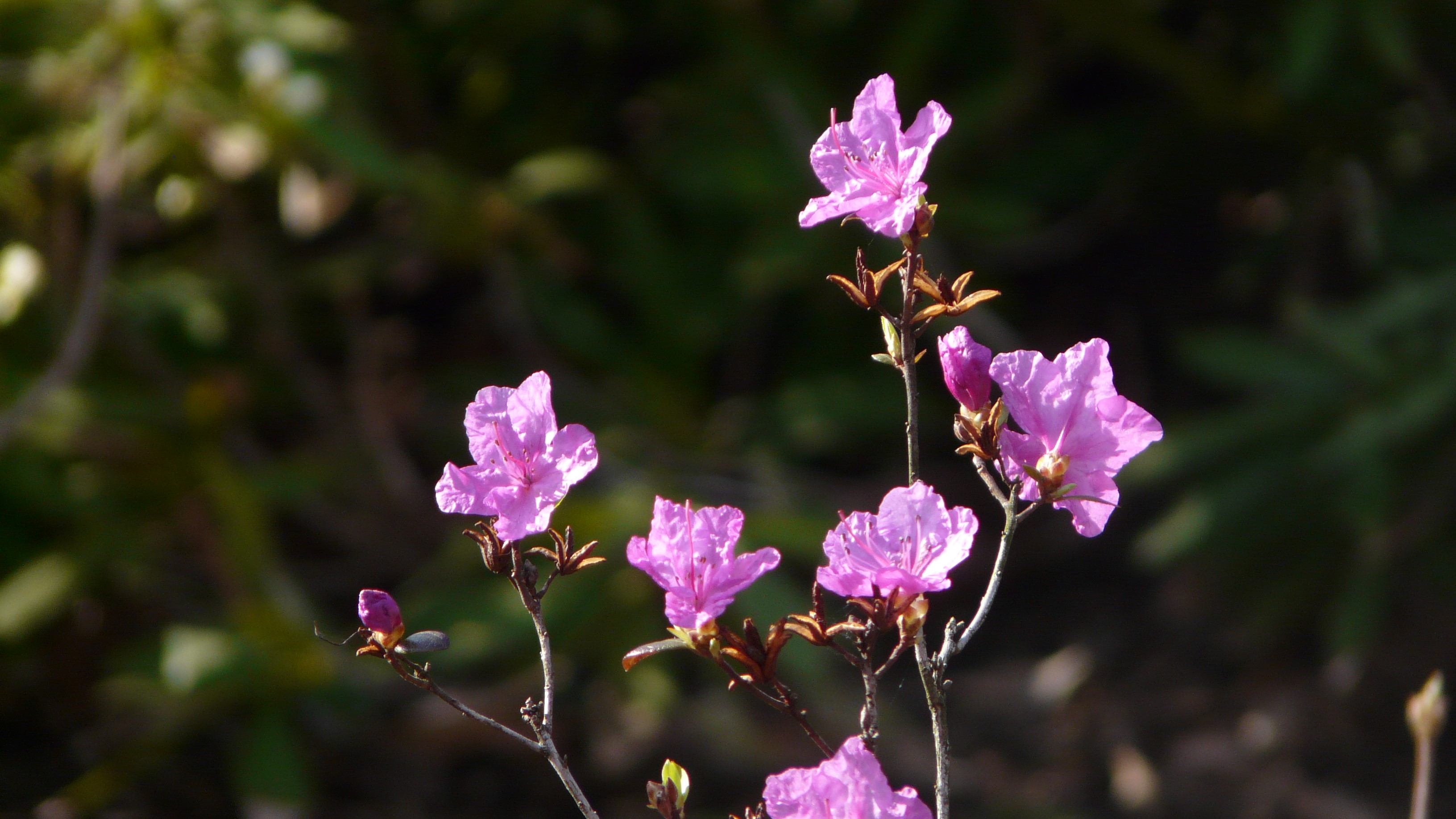 Rhododendron dauricum ‘Daurie Four’ (5) – Jenkins Arboretum & Gardens