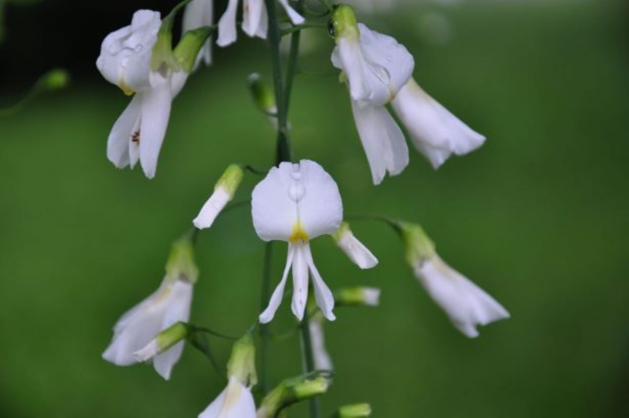 Jenkins Arboretum & Gardens Announces 2019 Green Ribbon Native Plant® Selections