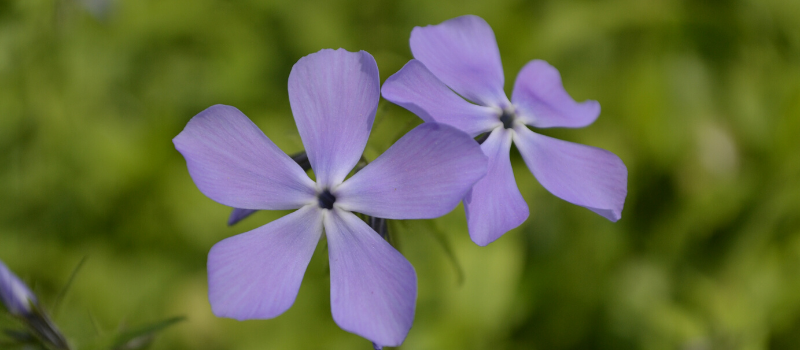 A close up shot of blue-ish purple phlox blooms with a hazy green background.