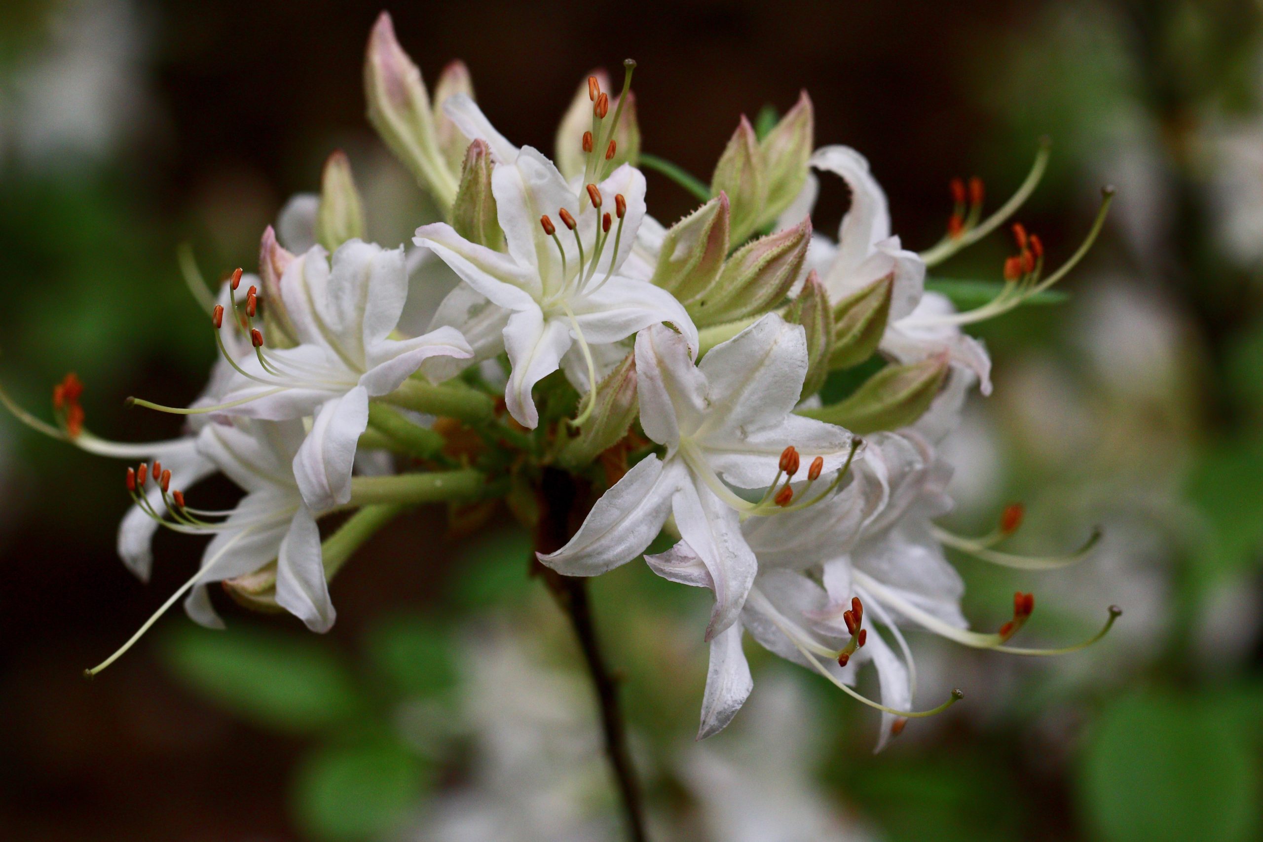 Close up shot of white star-like azalea flowers.