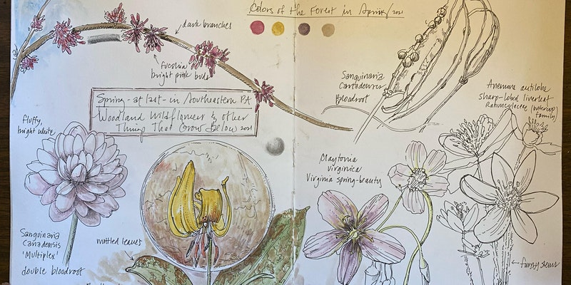 Botanical Sketchbook