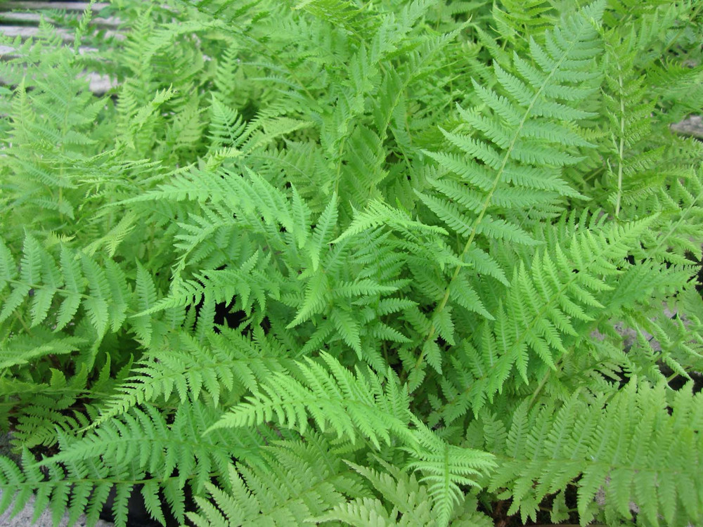 Leafy green fern fronds growing densely.