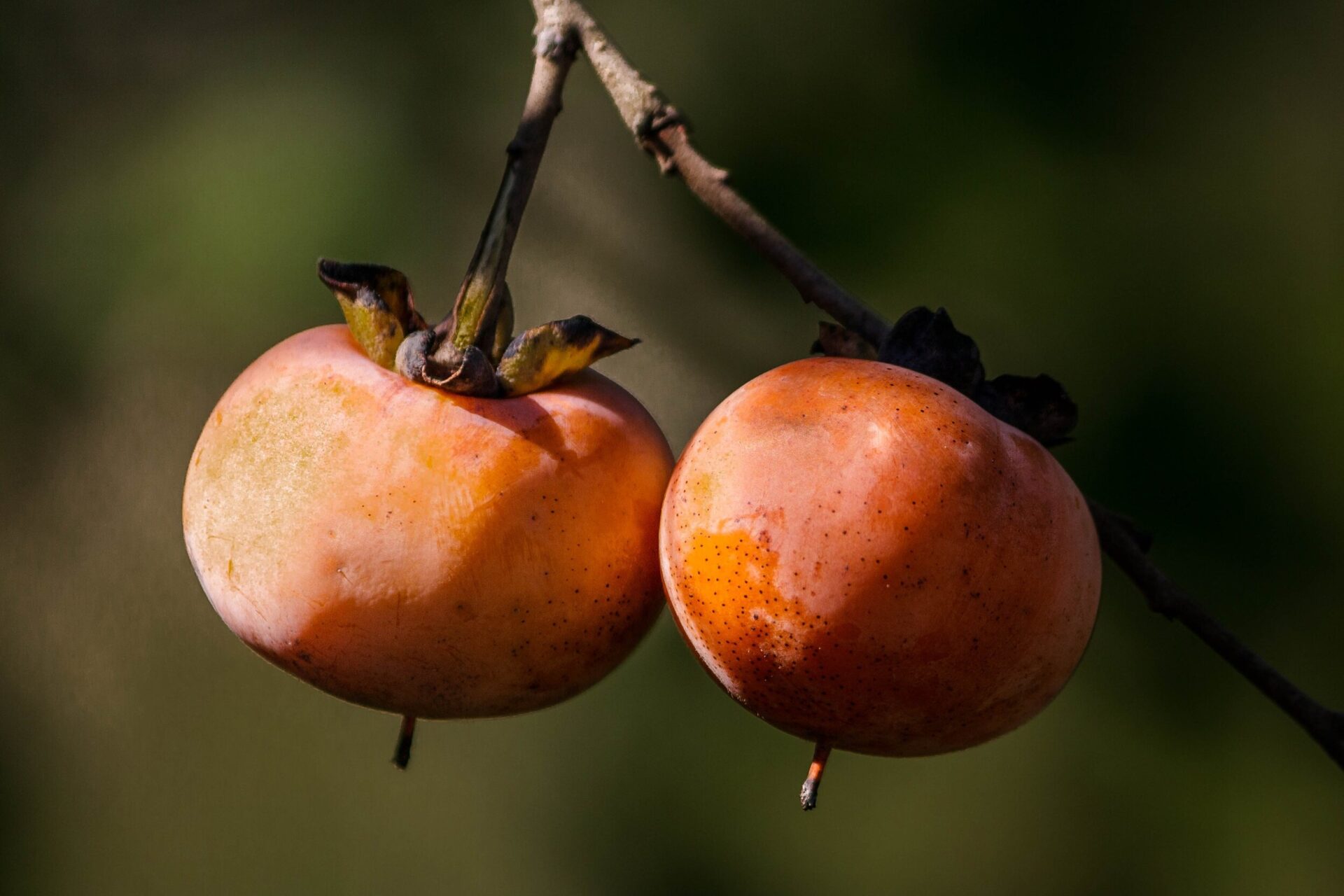 Diospyros virginiana