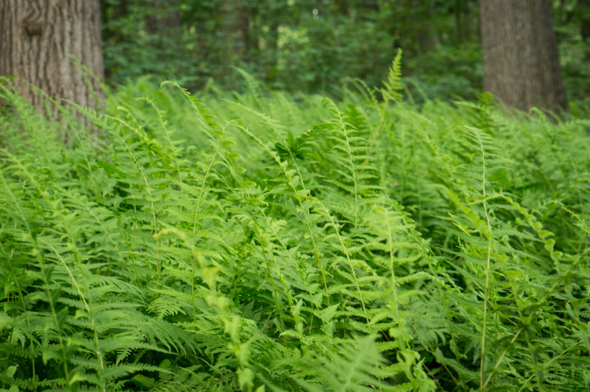 A mass of bright green fern fronds growing on the forest floor with several grey tree trunks in the distance.