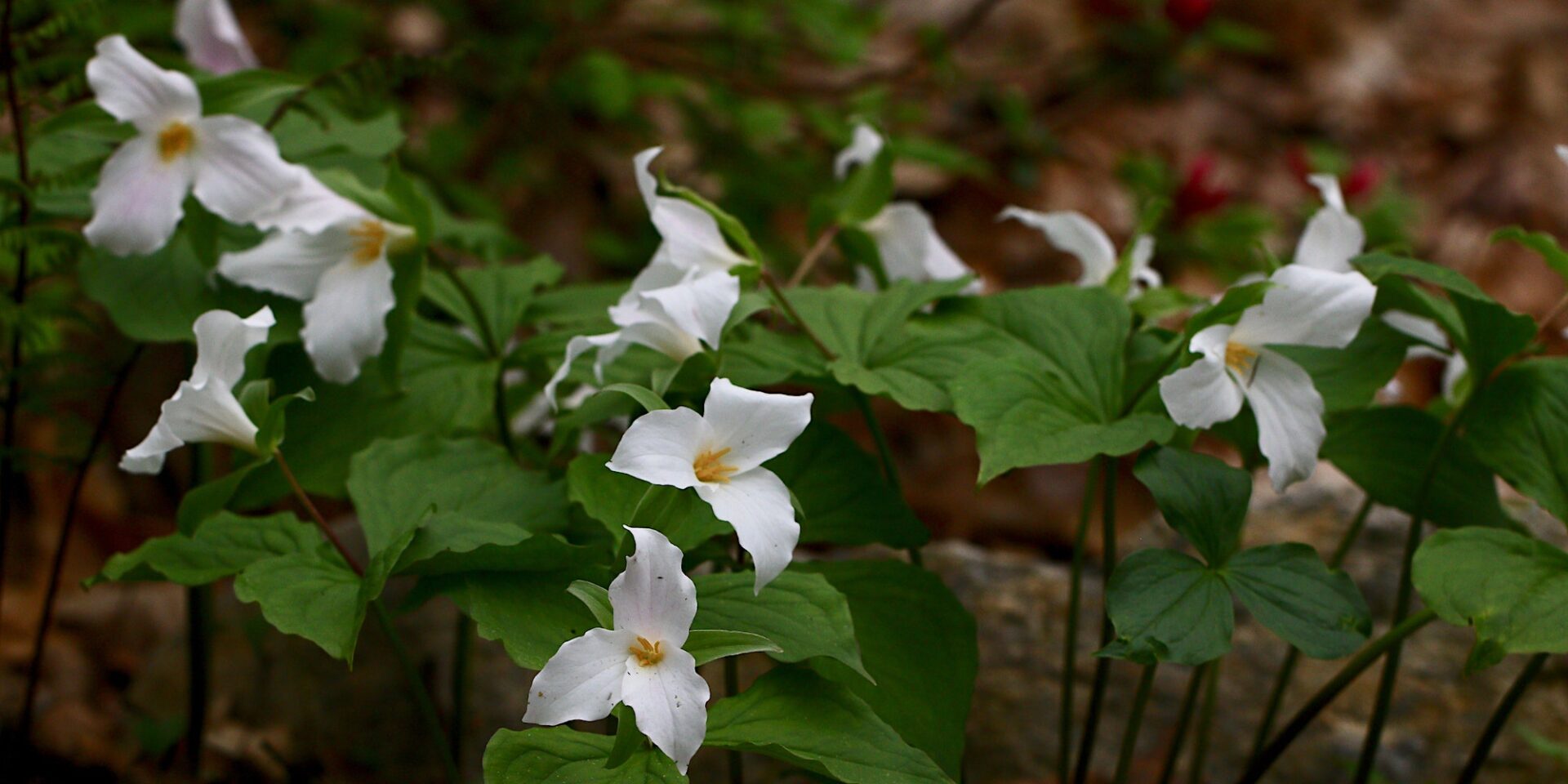 A cluster of deep green trillium plants growing on the forest floor with bright white blooms.