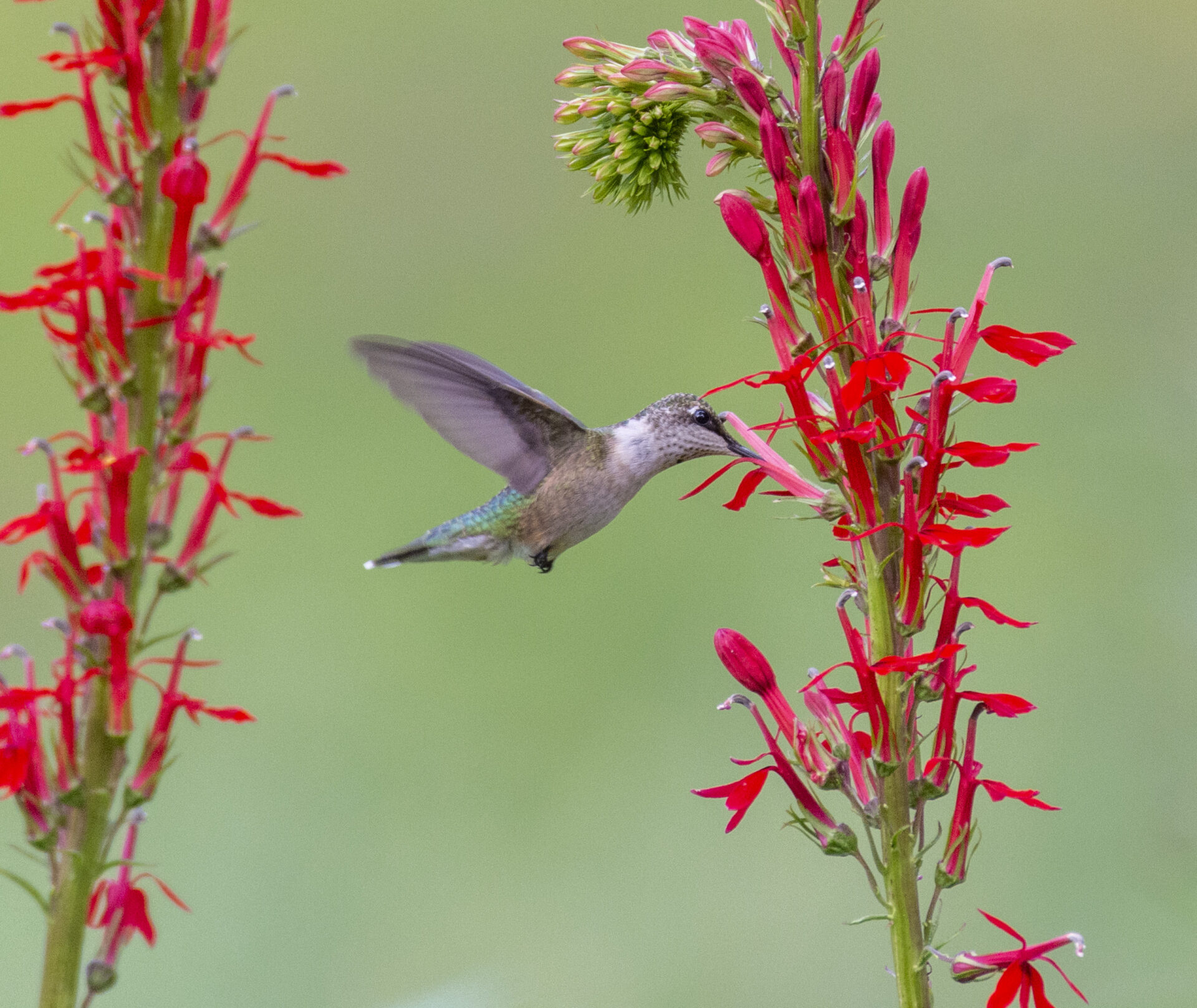 A Ruby Throated Hummingbird visits the bright red blooms of cardinal flower in mid flight with a blurry green background.