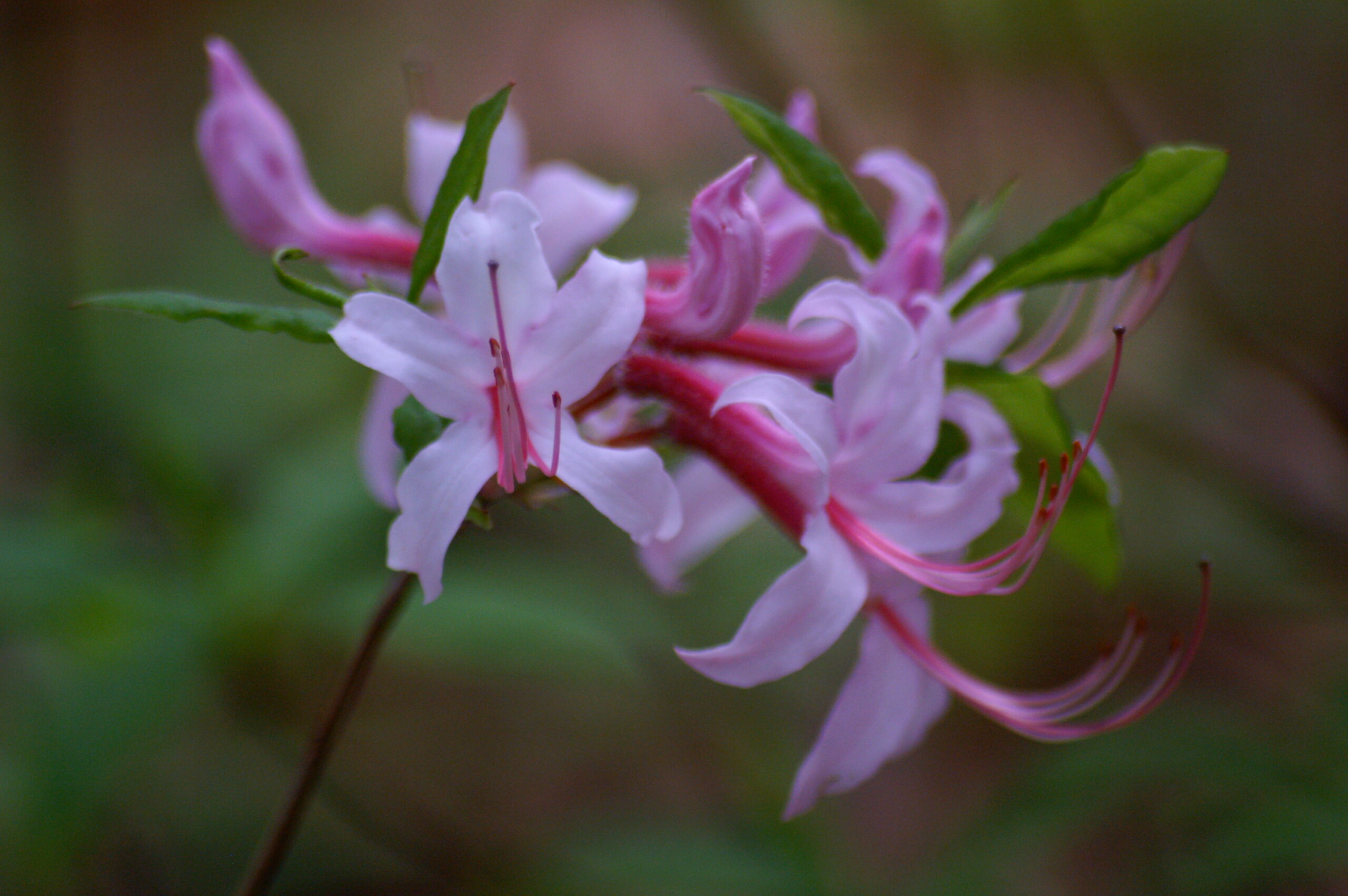 A closeup view of pinxterbloom azalea in bloom with light pink flowers and darker pink stamens.