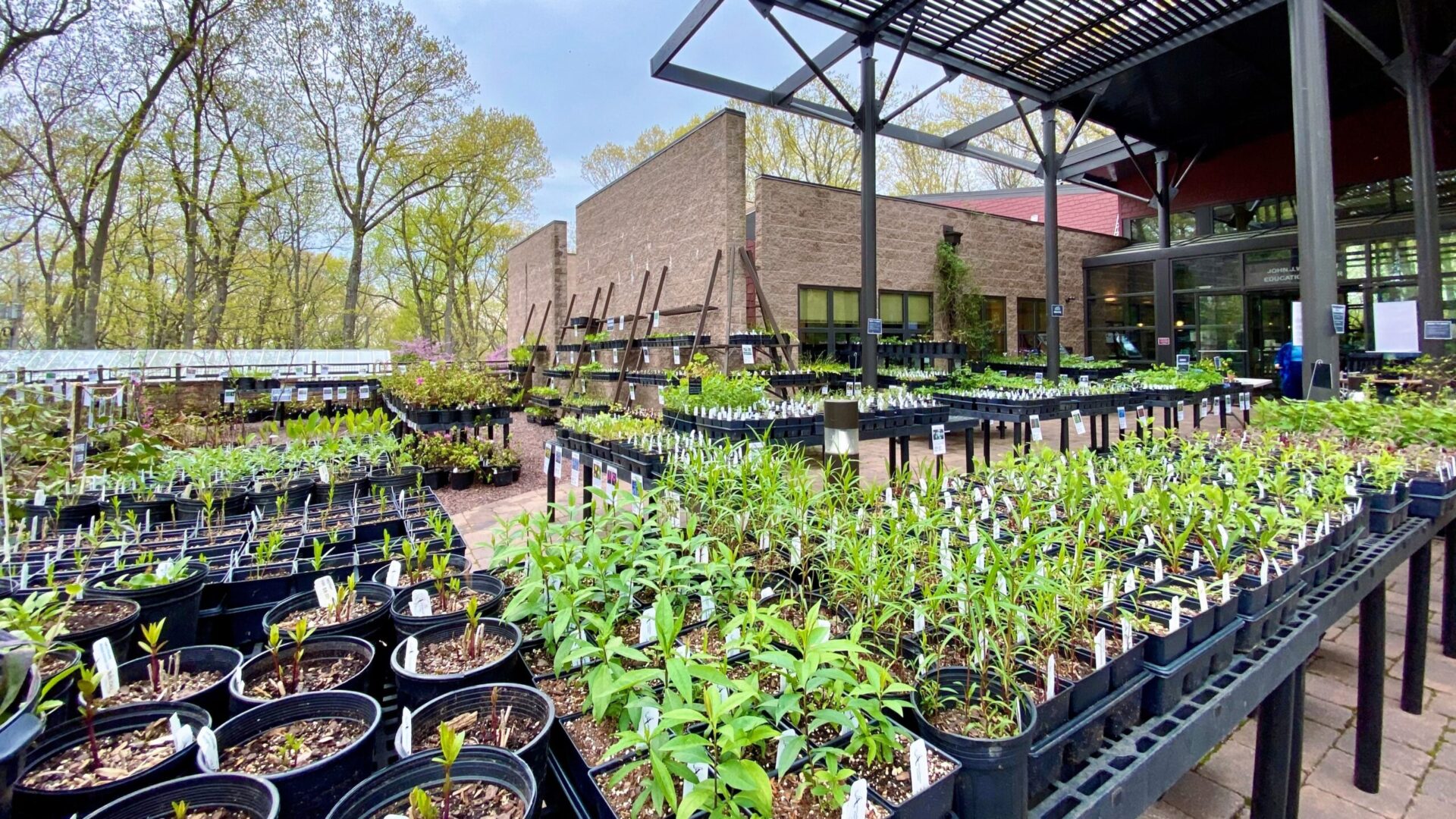 The plant nursery at Jenkins filled with rows of plants in pots with blue sky and bright green canopy above.