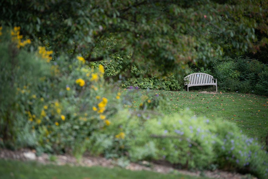 A garden bench is in the distance surrounded by soft green foliage and a few spots of yellow flowers.