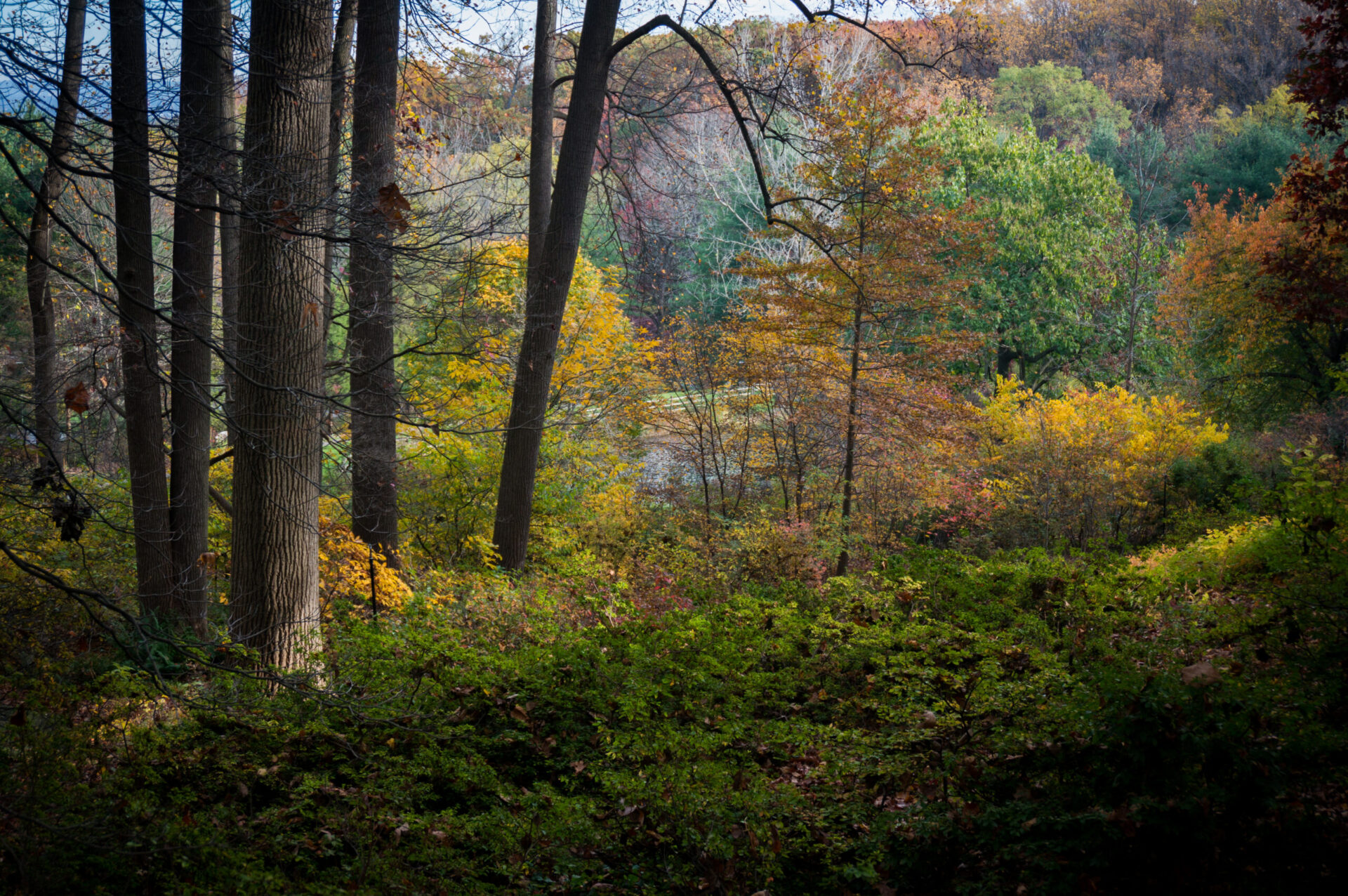 A wide and colorful view of the forest in autumn with dark tree trunks set against yellow, red, orange, and brown foliage.