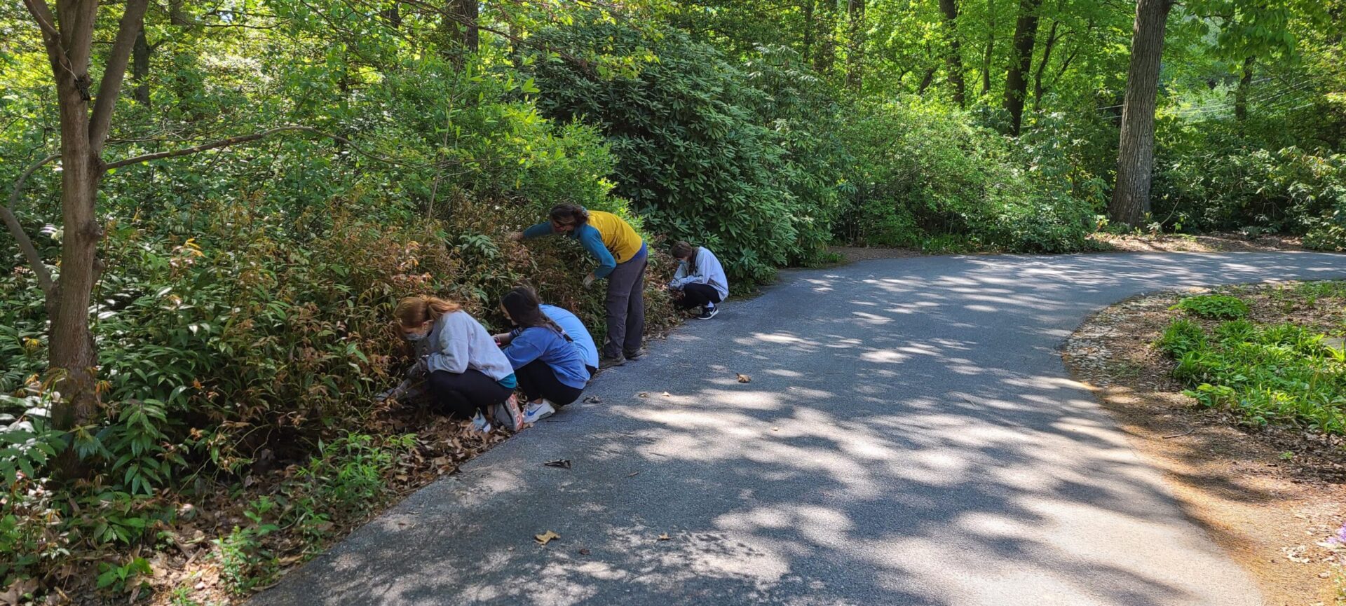 A group of five people crouched on the edge of a garden path pulling weeds with dappled sunlight and bright green leaves all around.