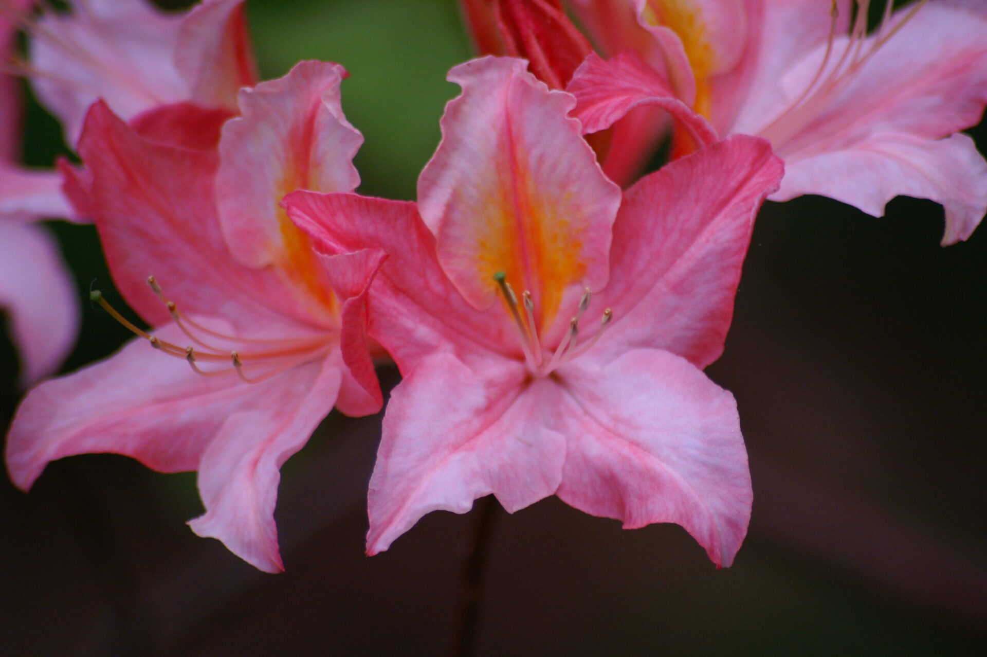 Close up of an azalea bloom with bright pink petals and a yellow stripe down the center.