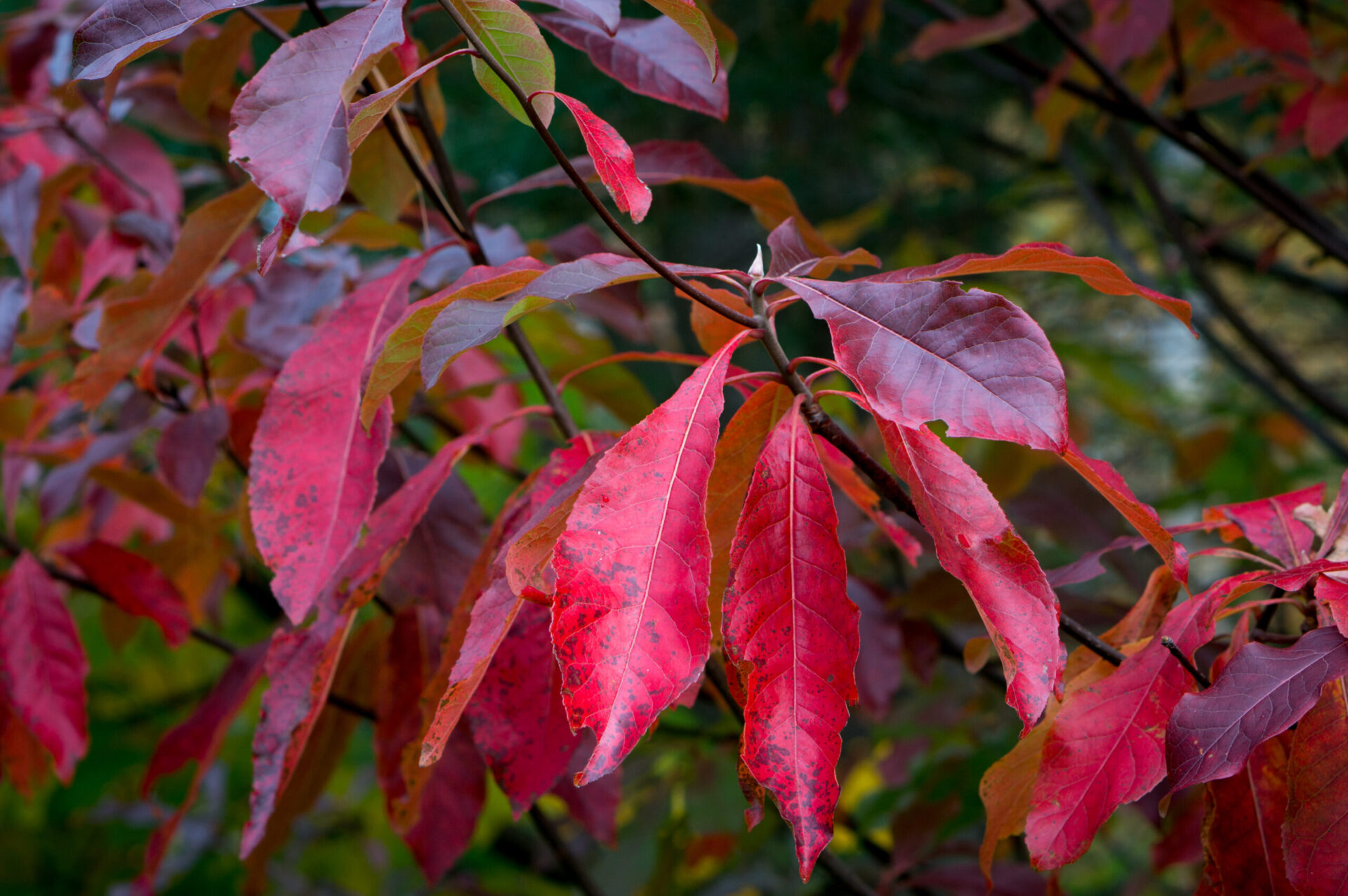 Bright red foliage of a sourwood tree in autumn.